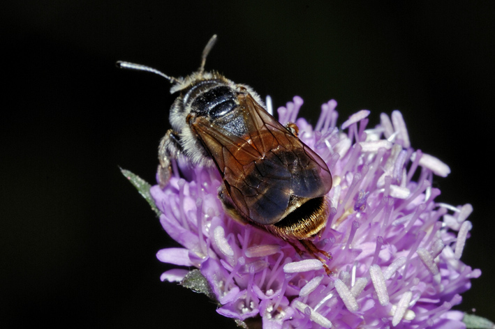 Femmina di Andrena cf. hattorfiana