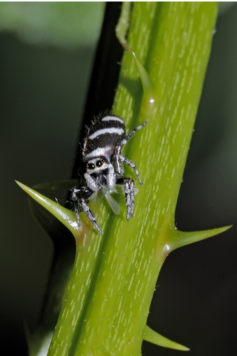 Salticus sp.