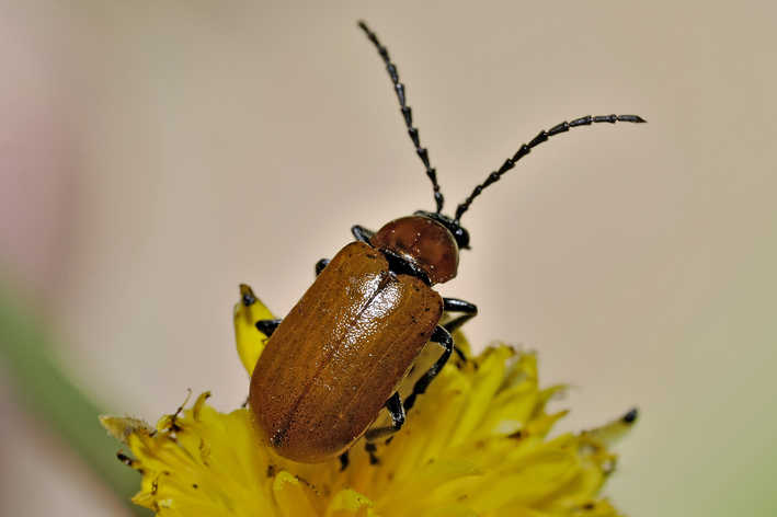 Exosoma lusitanicum (Chrysomelidae) in accoppiamento