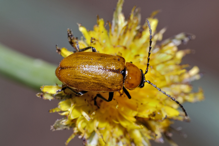 Exosoma lusitanicum (Chrysomelidae) in accoppiamento