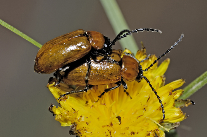 Exosoma lusitanicum (Chrysomelidae) in accoppiamento