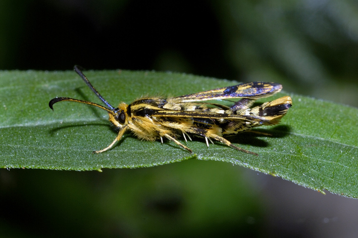 Chamaesphecia empiformis ?