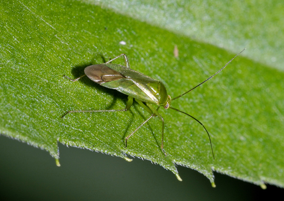 Miridae: Lygocoris pabulinus del Piemonte (Valsesia)