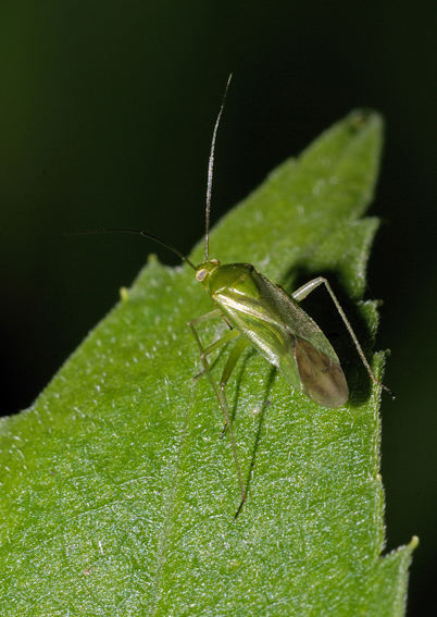 Miridae: Lygocoris pabulinus del Piemonte (Valsesia)