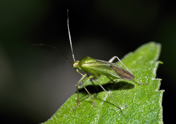 Miridae: Lygocoris pabulinus del Piemonte (Valsesia)