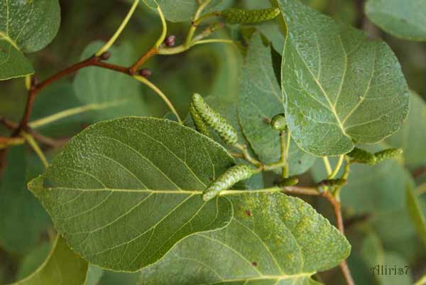 Alnus cordata