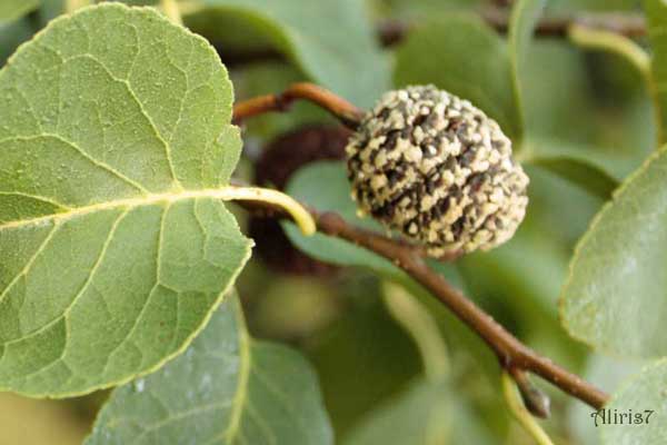 Alnus cordata