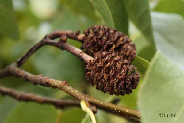 Alnus cordata