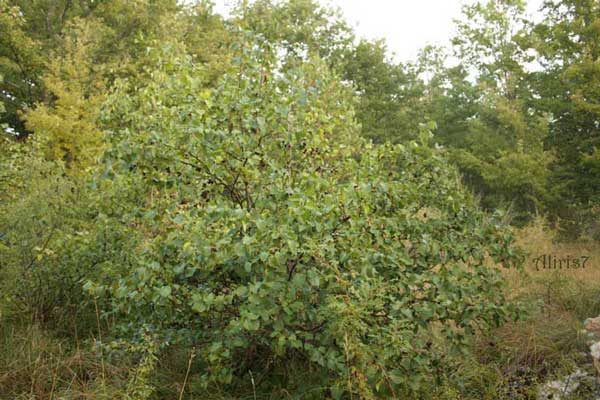 Alnus cordata