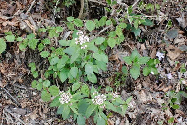 Valeriana tripteris