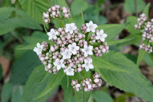 Valeriana tripteris