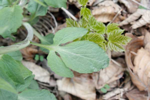 Valeriana tripteris