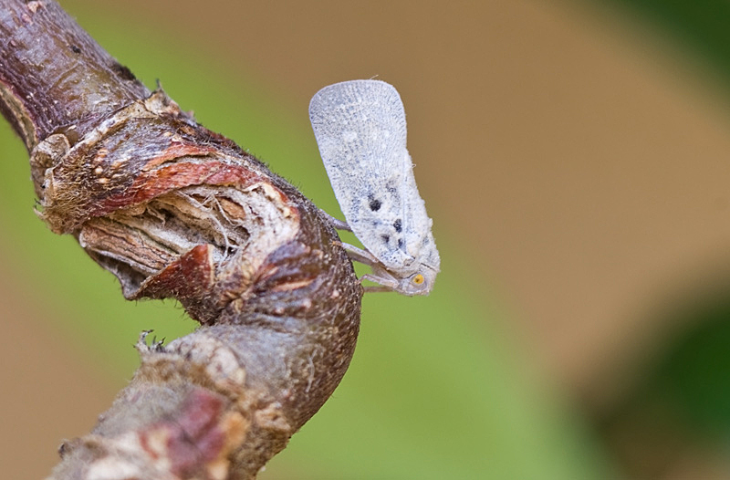 minuscola falena bianca