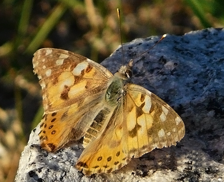 identificazione di due specie