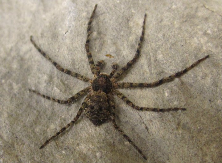 Philodromus margaritatus