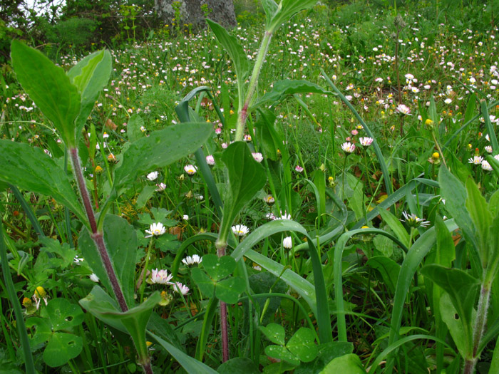 Silene latifolia / Silene bianca