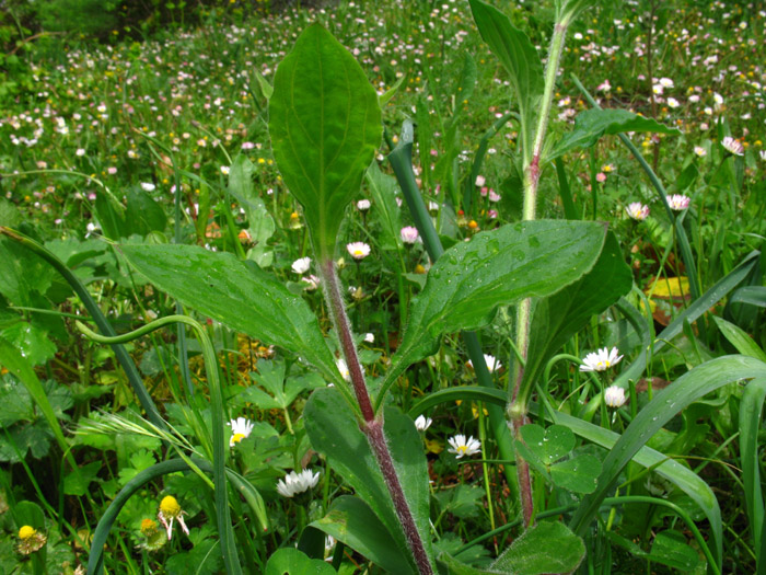 Silene latifolia / Silene bianca