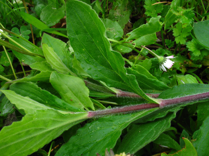 Silene latifolia / Silene bianca