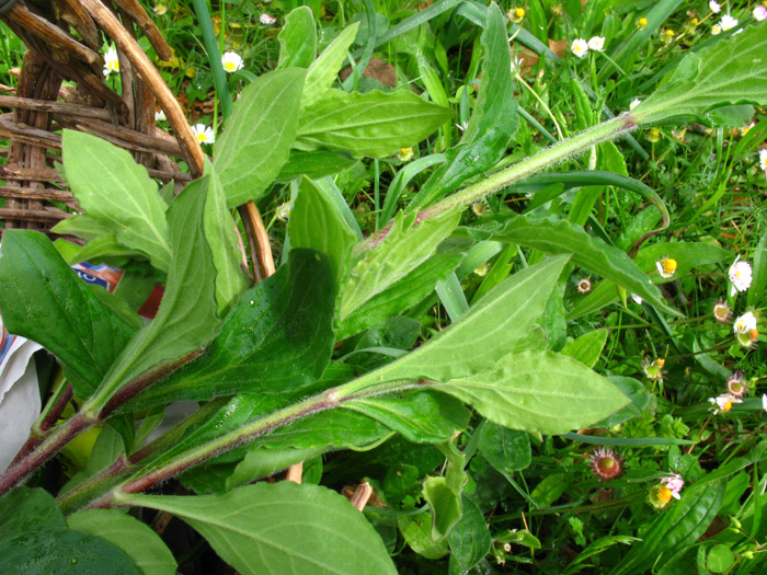 Silene latifolia / Silene bianca