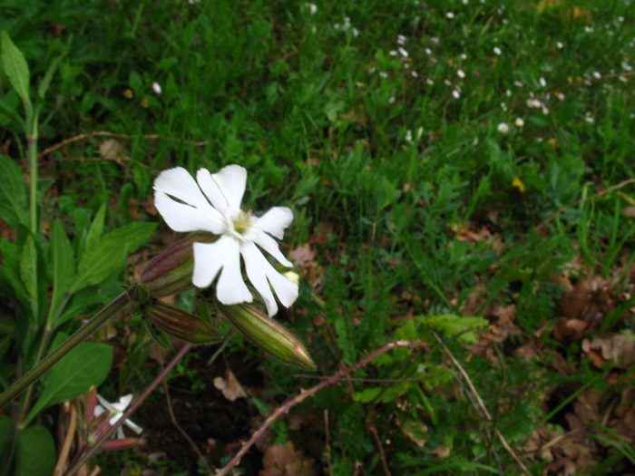 Silene latifolia / Silene bianca