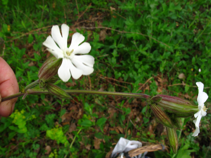 Silene latifolia / Silene bianca