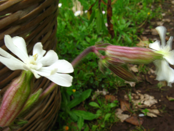 Silene latifolia / Silene bianca