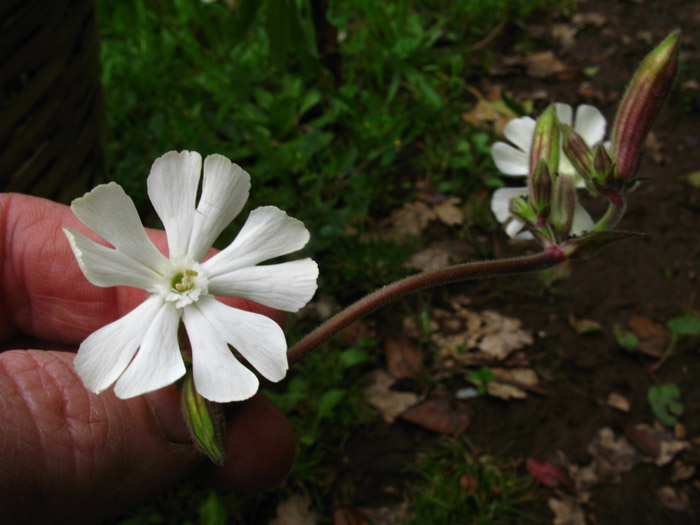 Silene latifolia / Silene bianca