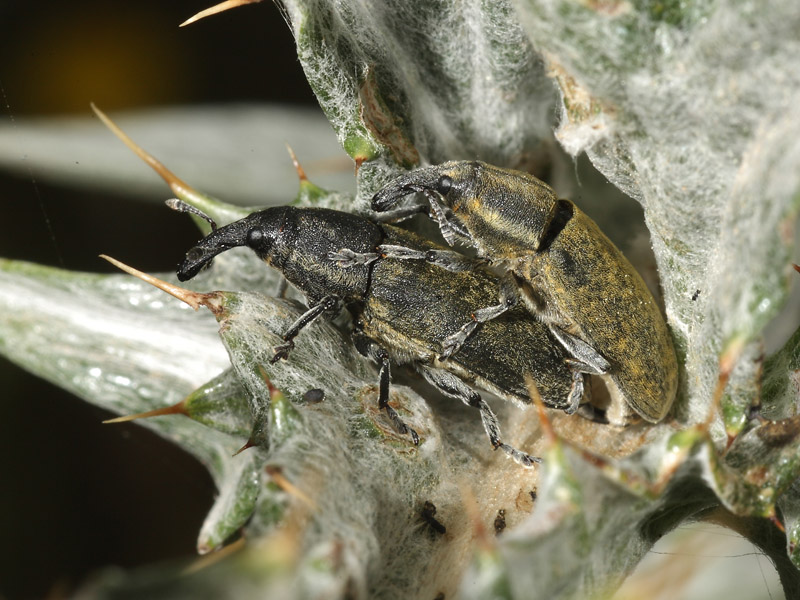 Genere Larinus? No. Lixus (Epimeces) filiformis (in copula)