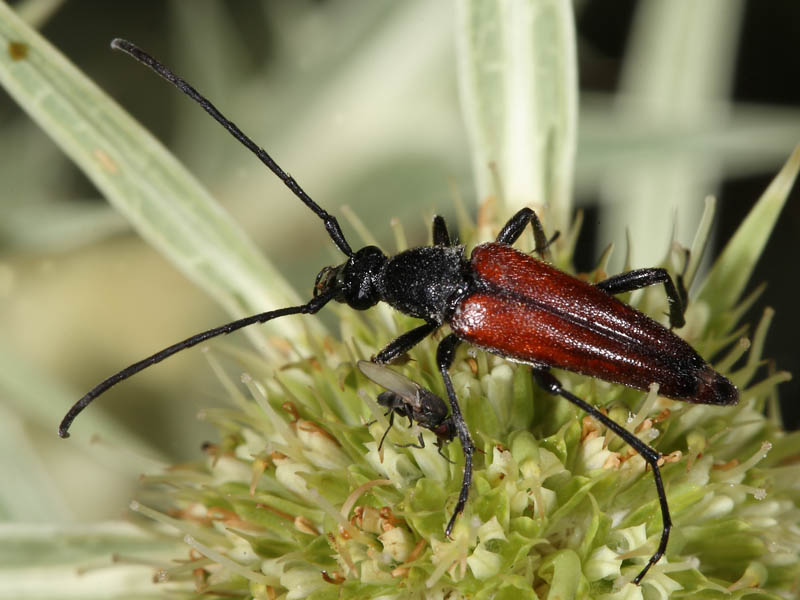 Cerambycidae genere Corymbia? No. Stenurella cfr bifasciata