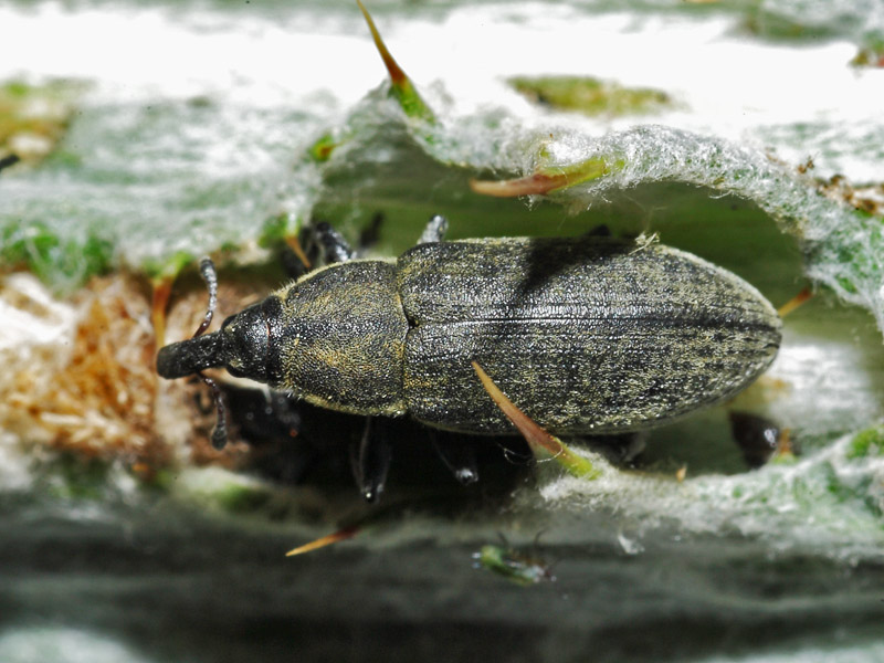 Genere Larinus? No. Lixus (Epimeces) filiformis (in copula)