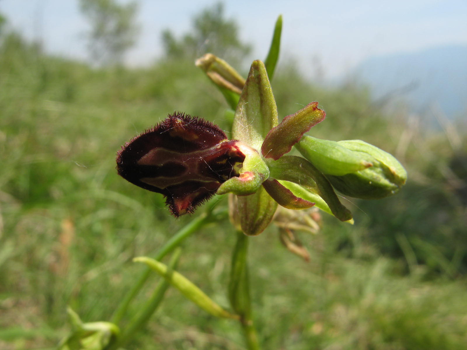 Ophrys incubacea?