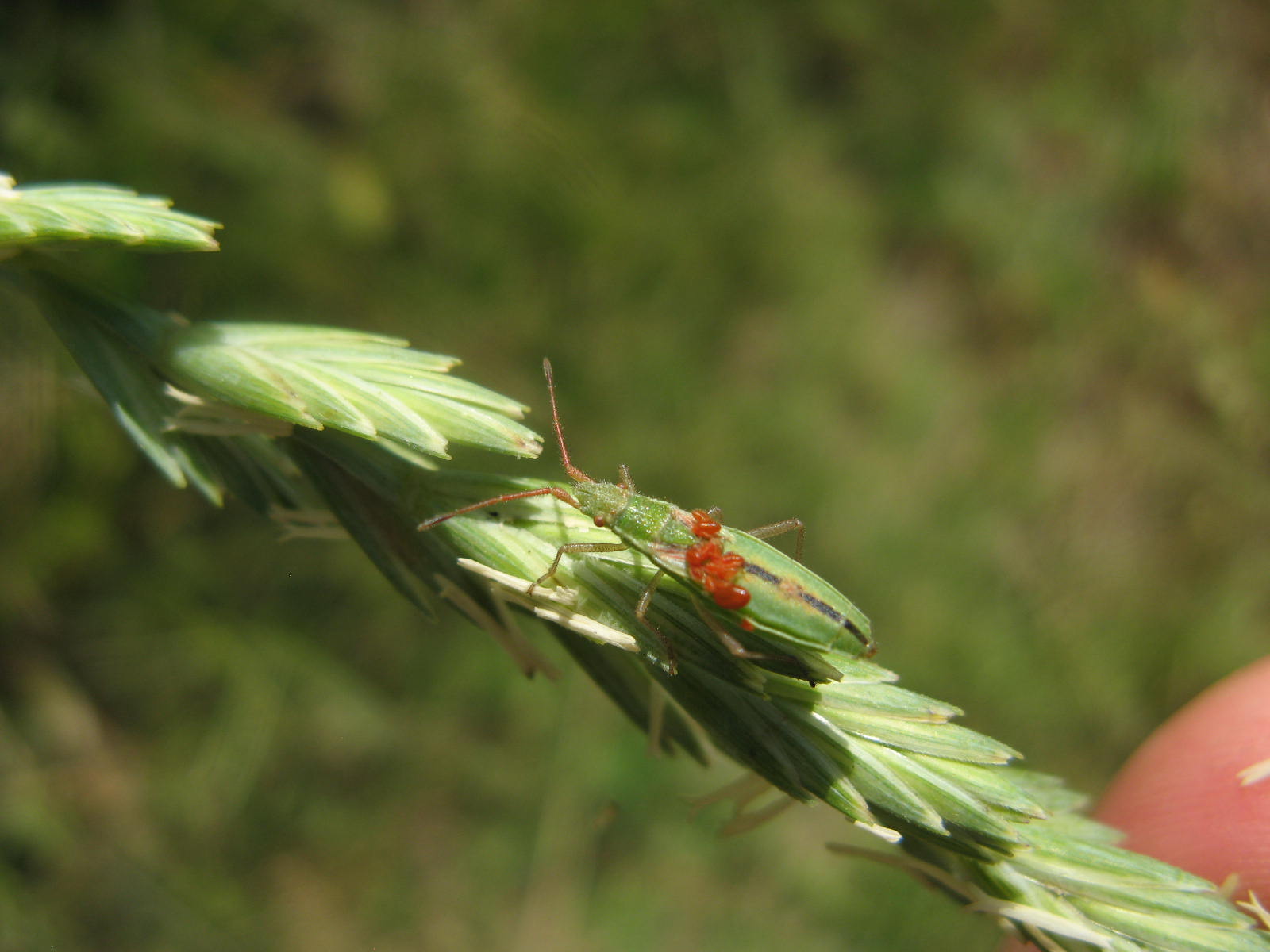 Rhopalidae: Myremus miriformis del Veneto (RO)