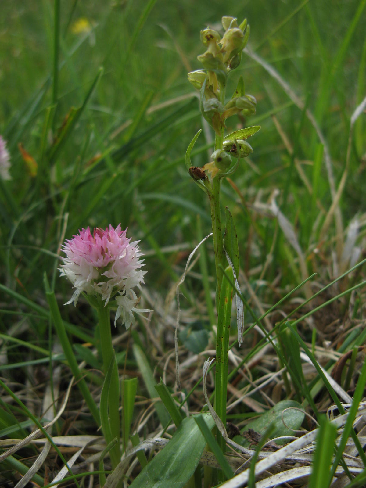 Nigritella widderi