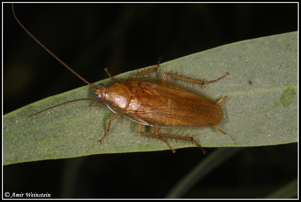 Blattellidae  d''Israele