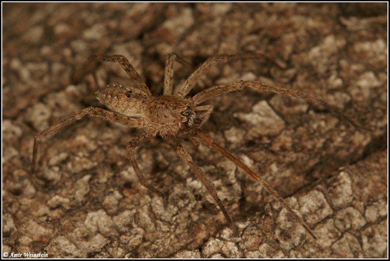 Araneae d''Israele - Zoropsis sp.