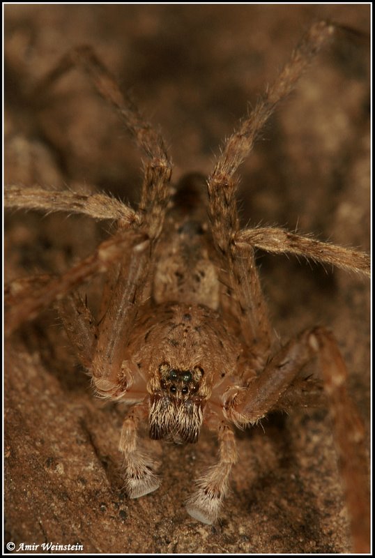 Araneae d''Israele - Zoropsis sp.