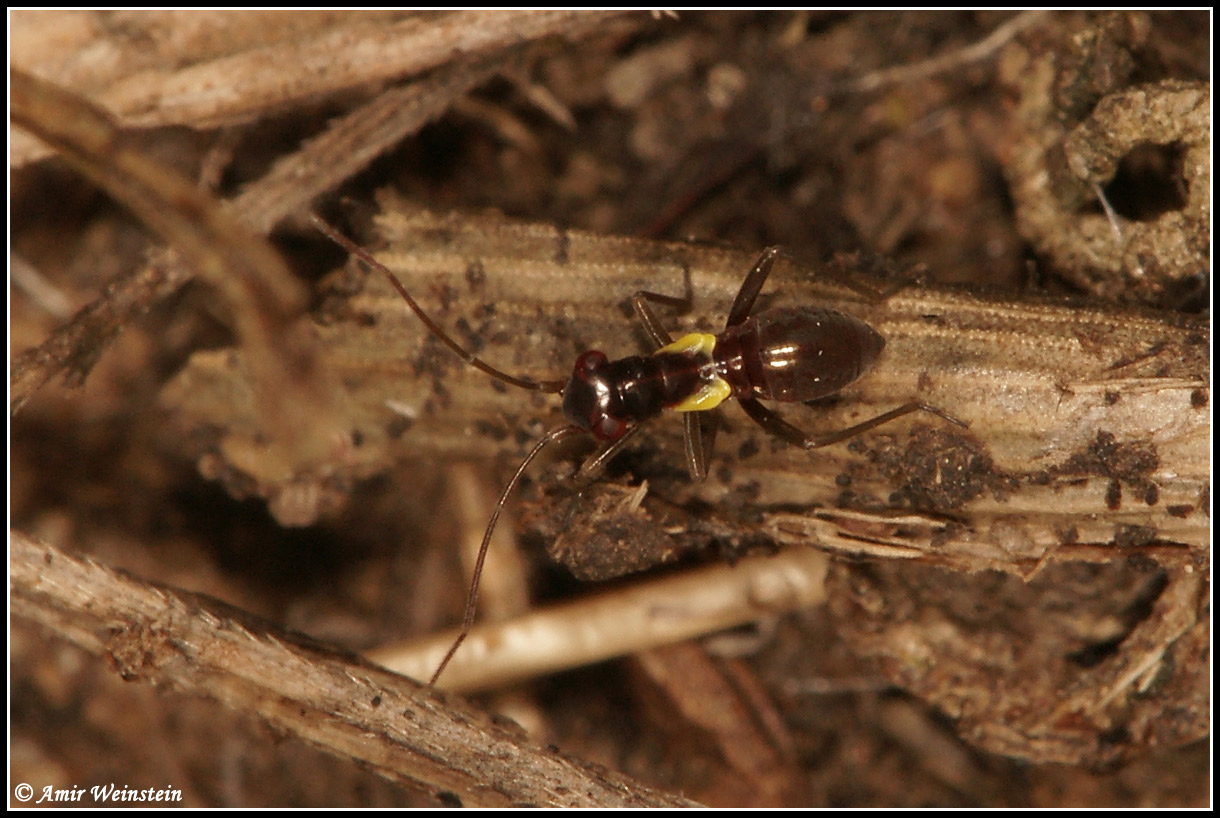 Miridae: Phitanus marshalli, d''Israele