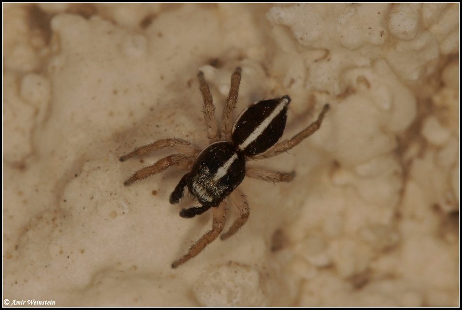 Salticidae d''Israele