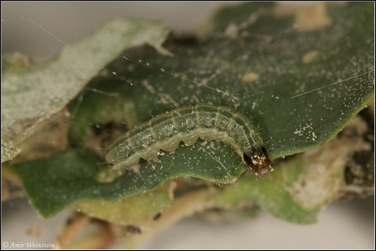 Lepidoptera d''Israele