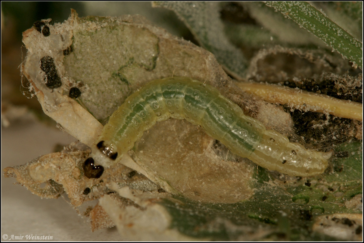 Lepidoptera d''Israele