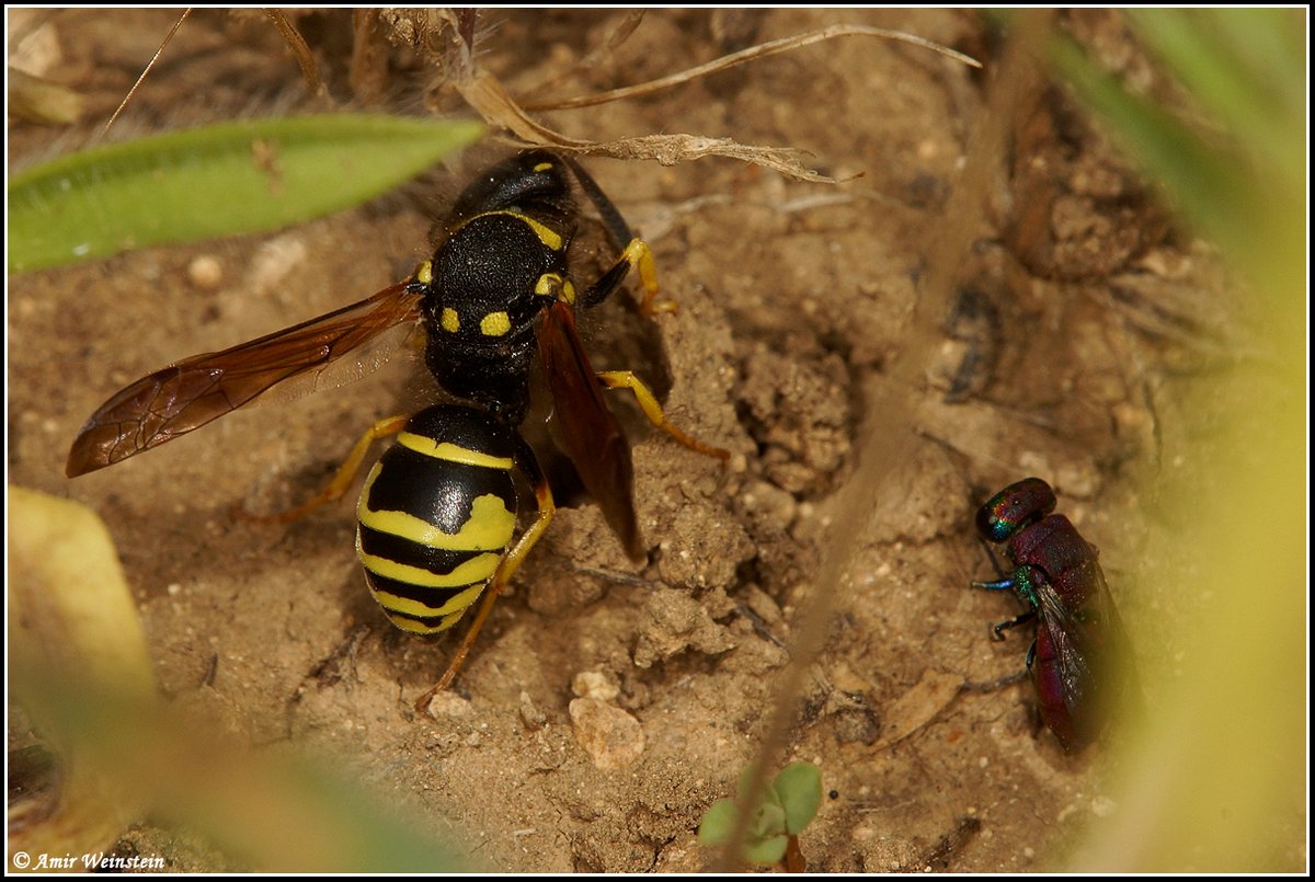 Hymenoptera d''Israele - Question (eumenid & chrysidid wasps)