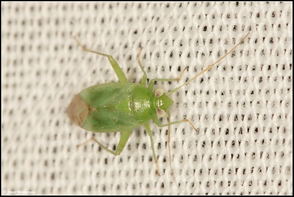 Miridae d''Israele