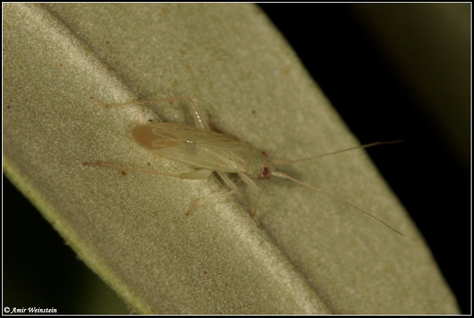 Miridae d''Israele