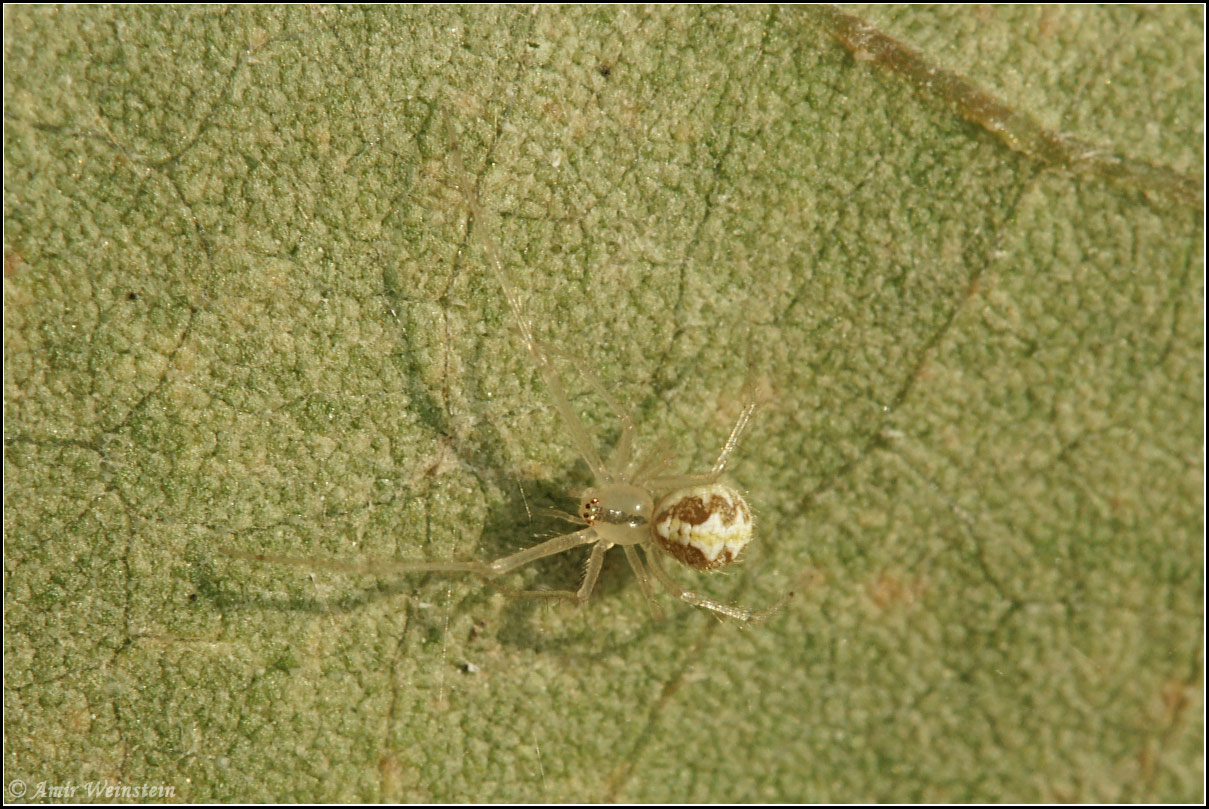 Araneae d''Israele