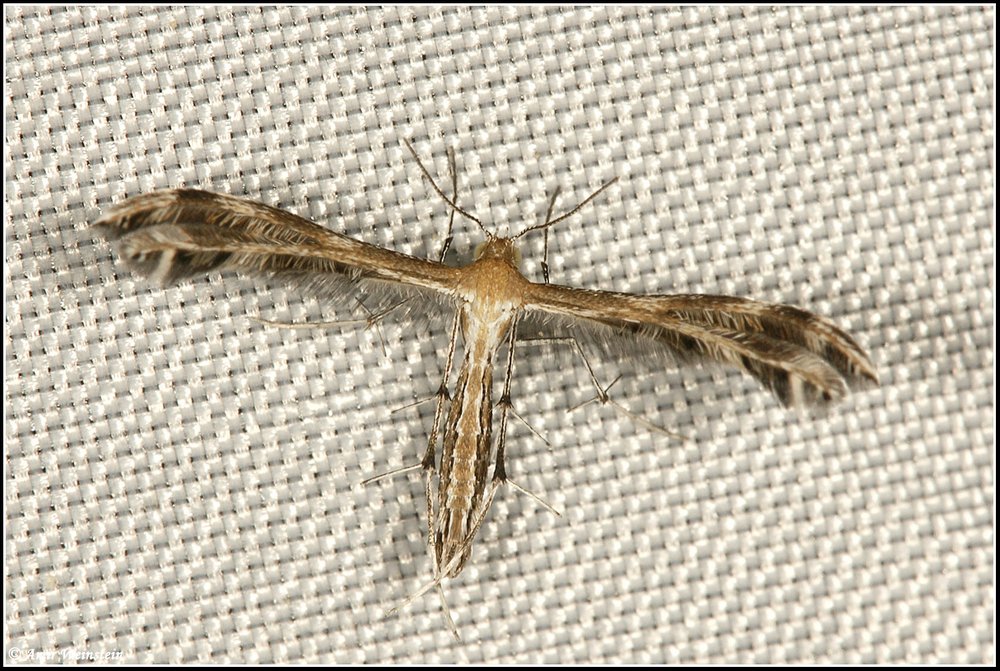 Pterophoridae d''Israele - Stangeia sp ?