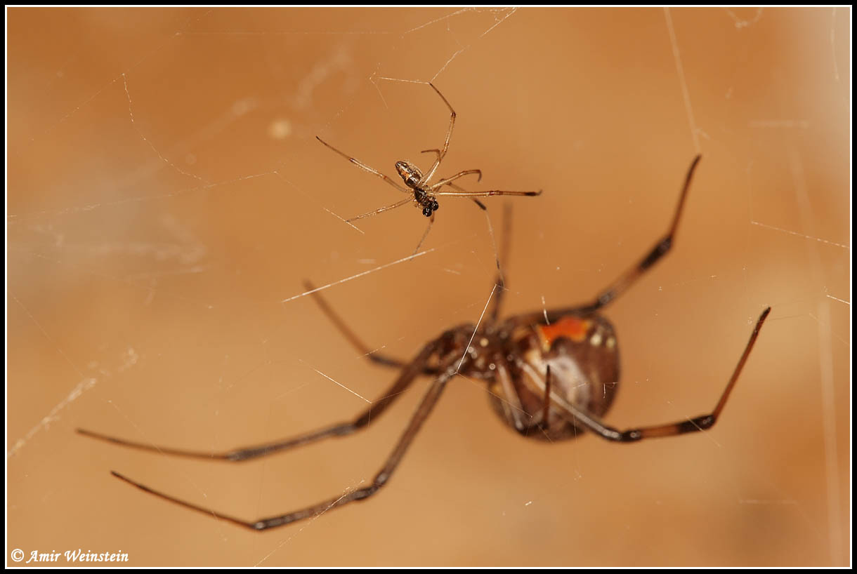 Latrodectus tredecimguttatus  - Name of origin?