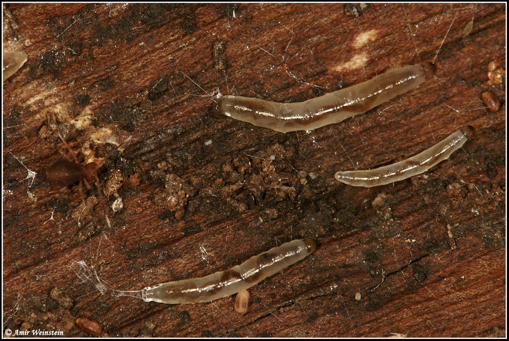 Lepidoptera d''Israele - ID Request for moths larvae