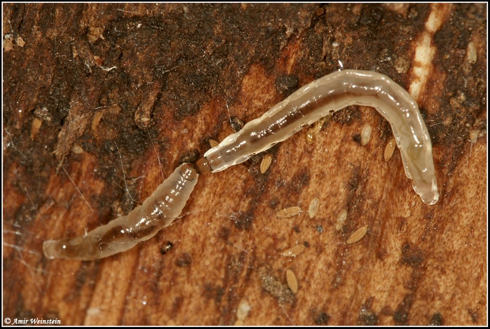 Lepidoptera d''Israele - ID Request for moths larvae