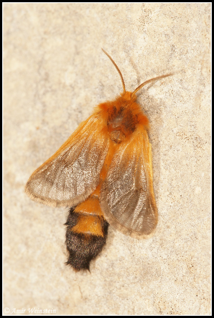 Lepidoptera d''Israele