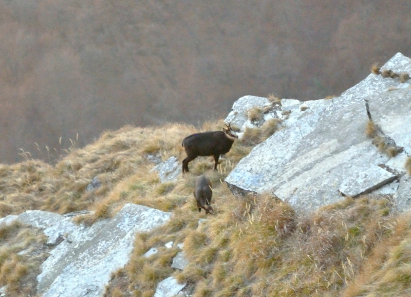 camoscio al monte generoso, svizzera